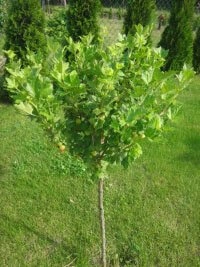 Õunapuu istikute ridadesse istutamine ja kutsealased puukooli kasvatamise tehnikad