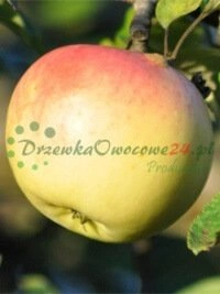 Müügiks valmis sertifitseeritud puuviljaistikud ja kvaliteedikontrolli protsessid