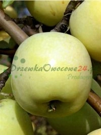 Lublini vojevoodkonnas ellu viidud professionaalsed puuviljaistikute kasvatamise projektid