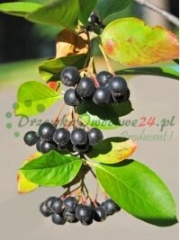 Kvaliteetsete aluste tootmiseks spetsiaalselt kujundatud emaaia süsteemid