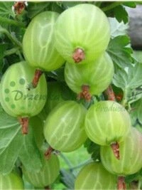 Kaasaegse tehnoloogiaga vegetatiivsete aluste tootmine ja puukooli arendamise meetodid