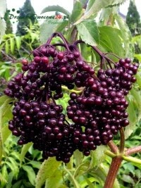 Poola keskosas säilitatud mitme põlvkonna puukooli traditsioon ja kogemus