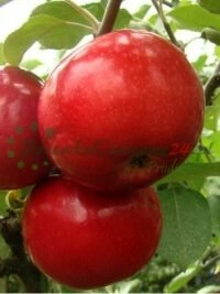 Traditsioonilised silmaamise ja pookimise tehnikad ning taimede paljundamise rakendused