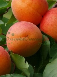 Kaubanduskeskuste ja jaemüügipunktide jaoks hulgimüügiga istikute tarnimised