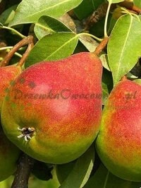 Rahvusvahelise sertifikaadiga kõrgeima kvaliteediga puukooli materjali tootmine