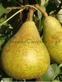 Lublini piirkonnas rajatud laiaulatuslikud puukooli plantatsiooni alad