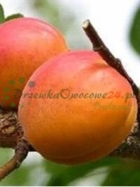 Ulatuslikus sortimendis pakutavad erinevad puuviljapõõsad ja puu liigid