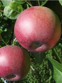 DrzewkaOwocowe24.pl veebipoe kaudu lihtne ja turvaline tellimissüsteem