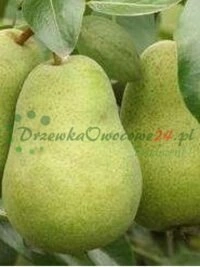 Puukooli sektoris uuenduslikud trendid ja arenenud klienditeeninduse lähenemised