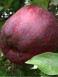 Laia õunasortide valik ja erinevate maitse profiilidega puu valikud