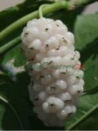 Ploomi- ja kirsipuud - Eesti puuviljaaedade asendamatud traditsioonilised liigid