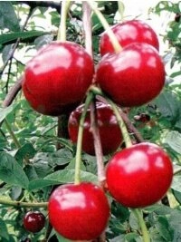 Premium pirnisordid ja väärt inglise pähklipuude eriline kasvatus