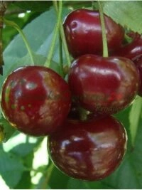 Tervislikuks toitumiseks vaarika ja mustika supertoidutaimede kasvatus