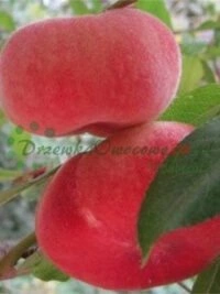 Istikute süstemaatiline märgistamine ja turvalise transpordi jaoks eriline pakendamise tehnika