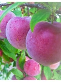 Arenenud transpordi ja logistikasüsteemidega taimede kahjustusteta turvaline tarneprotsess