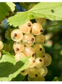 Puukooli tootmise igas faasis rakendatavad ranged kvaliteedikontrolli protseduurid