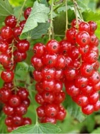 Eksperdimeeskonna poolt pakutav tehniline nõustamine ja sobiva sordi valiku tugi