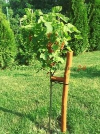 Puuviljakasvatust planeerivate inimeste jaoks korraldatavad eksperdikoolitus- ja töötoa programmid