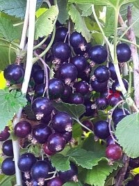 Eesti ulatuses aiandus- ja põllumajanduskeskustega loodud strateegilised äripartnerlused