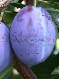 Puukooli võimsuse pidev laiendamine ja tootevalikute mitmekesisuse suurendamise tööd