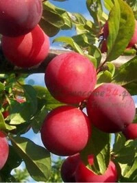 Kaasaegsete kasvatustehnoloogiate ja moodsa põllumajanduse infrastruktuurisüsteemide investeeringud