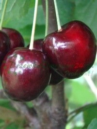 Euroopa Liidu standarditega täielikult kooskõlas sertifitseeritud kvaliteedigarantii ja auditeerimissüsteem