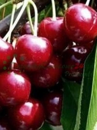 Lublini piirkonna viljakatest muldadest puukooli materjali tootmisalad