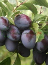 DRZEWKAOWOCOWE24 - edukas puuviljaaed rajamiseks usaldusväärne äripartner