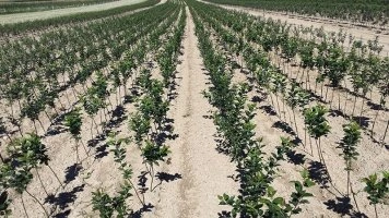 Eestis puukooli tootmine ja puuviljaistikute kasvatamise tehnikad