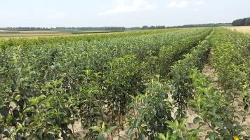 Professionaalsed puukooli alad kvaliteetsete puuviljaistikute tootmiseks