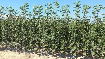 Sertifitseeritud puukooli materjali hulgimüük ja jaotuskeskus