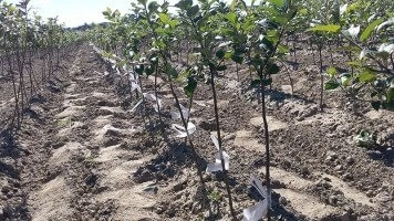 Kõrgekvaliteetsete puuviljaistikute tootmisprotsessid ja kontrollisüsteemid