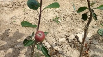 Puukooli sektoris eksperdimeeskonna poolt ellu viidud erilised kasvatusprogrammid