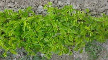 Eesti ulatuses transpordivõrguga puuviljaistikute tarnimisteenused