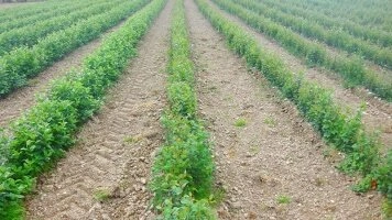 Keskkonnasõbralikud puukooli rakendused ja jätkusuutlikud põllumajandustehnoloogiad